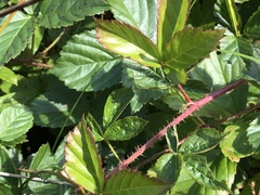 Rubus fulleri