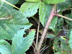 Rubus fulleri
