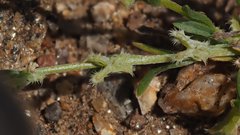 Pectocarya linearis ferocula