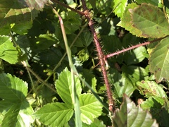 Rubus fulleri