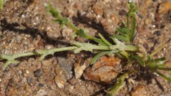 Pectocarya linearis ferocula