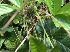 Rubus fulleri