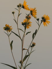Helianthus nuttallii