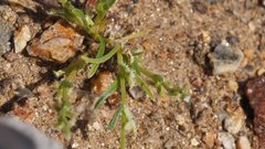 Pectocarya linearis ferocula
