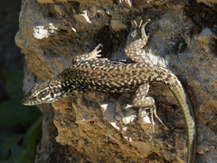 Podarcis muralis