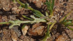 Pectocarya linearis ferocula