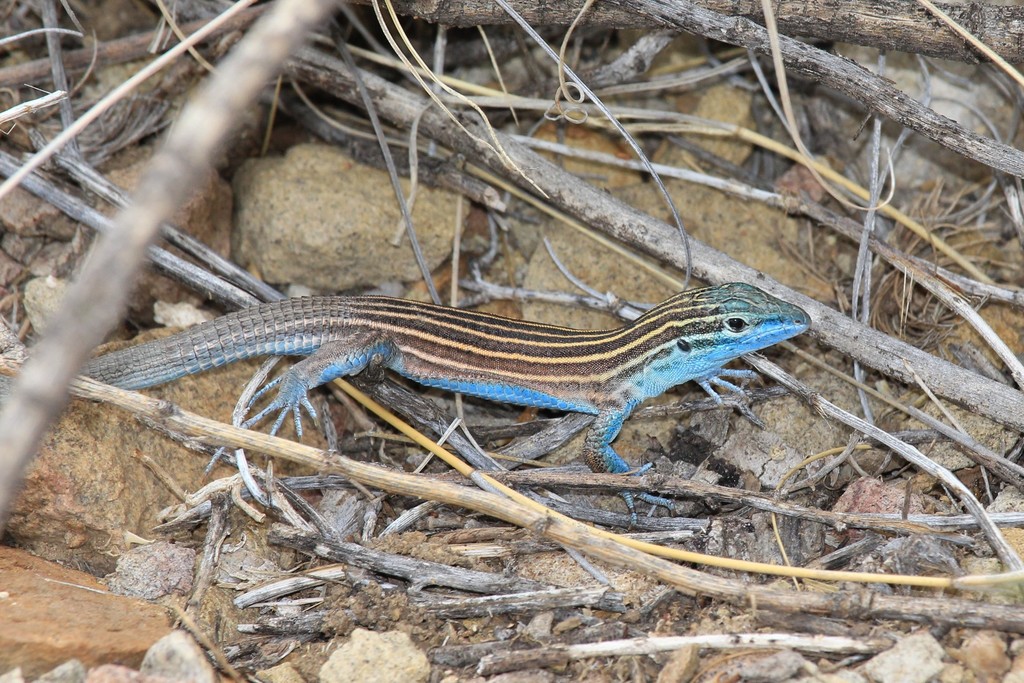 Little Striped Whiptail