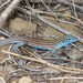 Little Striped Whiptail - Photo (c) Michael Price, some rights reserved (CC BY-NC-ND), uploaded by Michael Price