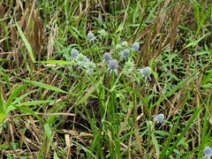 Eryngium integrifolium
