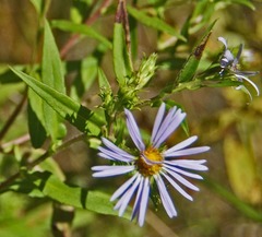 Symphyotrichum novi-belgii novi-belgii