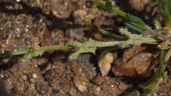 Pectocarya linearis ferocula
