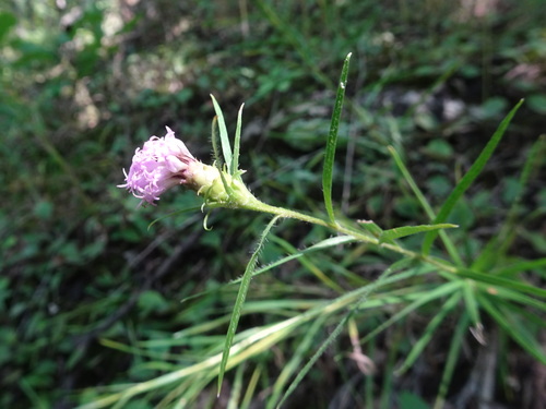 Image of Liatris hirsuta by (c) Thomas Koffel, some rights reserved (CC BY)