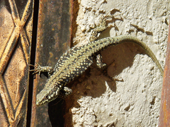 Podarcis muralis
