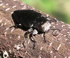 Chrysobothris dorsata