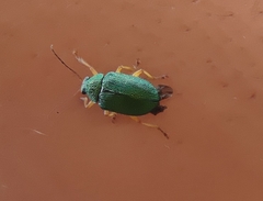 Colaspis