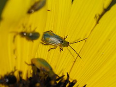 Diabrotica longicornis