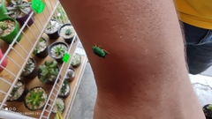 Colaspis