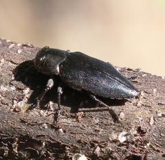 Chrysobothris dorsata