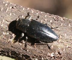 Chrysobothris dorsata