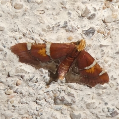 Pyralis sagarrai