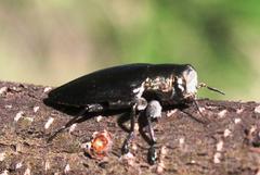 Chrysobothris dorsata