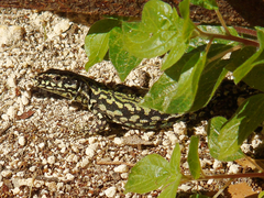Podarcis muralis