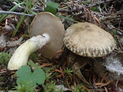 Suillus elbensis