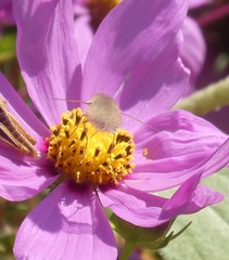 Anastoechus barbatus