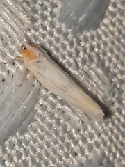 Neocenchrea heidemanni