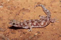 Rhynchoedura