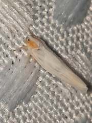 Neocenchrea heidemanni