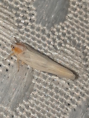 Neocenchrea heidemanni