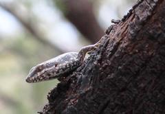 Trachylepis spilogaster