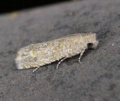 Pelochrista comatulana