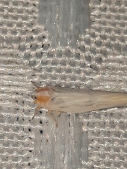 Neocenchrea heidemanni