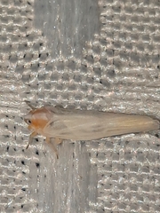 Neocenchrea heidemanni