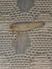 Neocenchrea heidemanni