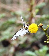 Leucochitonea levubu