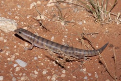 Eremiascincus richardsonii