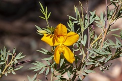 Petalostylis labicheoides