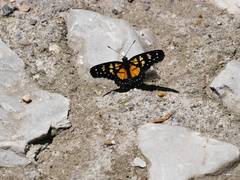 Chlosyne narva bonpland