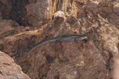 Liopholis personata