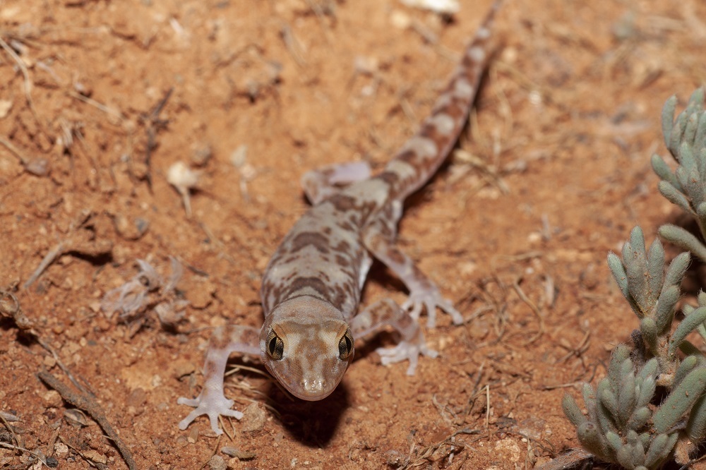 Byrne's Gecko