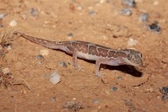 Lucasium steindachneri