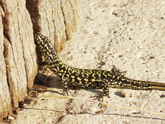 Podarcis muralis