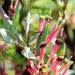 Tapinanthus oleifolius - Photo (c) riana60, algunos derechos reservados (CC BY-NC), uploaded by riana60