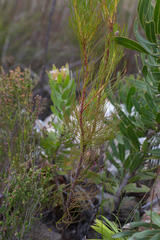 Serruria phylicoides