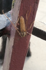 Eburida quadriguttata