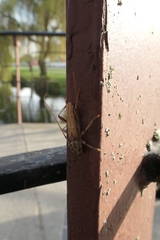 Eburida quadriguttata