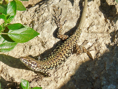 Podarcis muralis